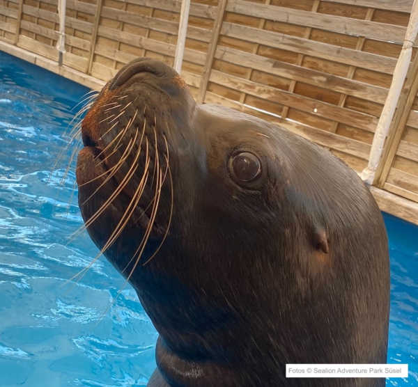 Sealion Adventure Park Süsel